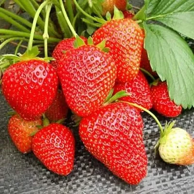 Клубника ВИМА РИНА ремонтантная  Клубника ВИМА РИНА ремонтантная в Перми