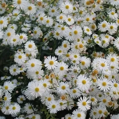 Болтония СНОУБЭНК в Перми