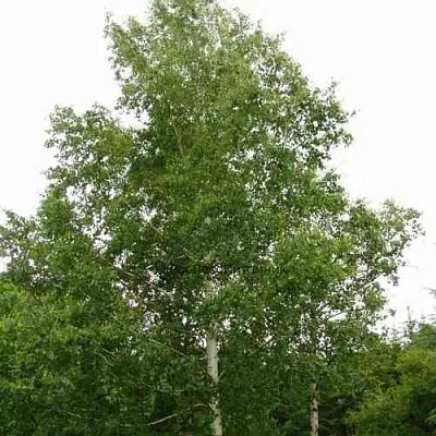 Береза бородавчатая в Перми