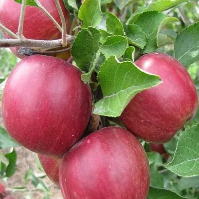 Яблоня МОСКОВСКОЕ ОЖЕРЕЛЬЕ колонновидная  Яблони Московское Ожерелье колонновидная в Перми