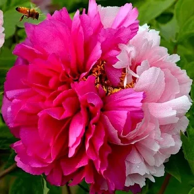 Пион ДВЕ СЕСТРЫ древовидный  Пион ДВЕ СЕСТРЫ древовидный в Перми