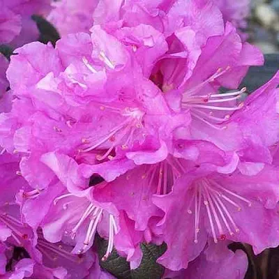 Рододендрон П.Ж.М. ЭЛИТ  Рододендрон П.Ж.М. ЭЛИТ в Перми