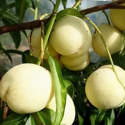 Персик АЙС ПИЧ  Персик АЙС ПИЧ в Перми