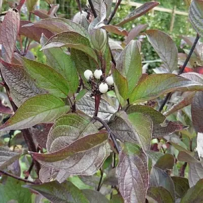 Дерен КЕССЕЛЬРИНГИ  Дерен КЕССЕЛЬРИНГИ в Перми