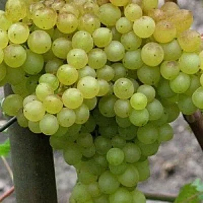 Виноград КИШМИШ 342  Виноград КИШМИШ 342 в Перми