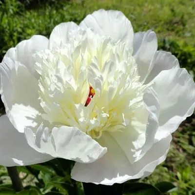 Пион ИММАКУЛИ травянистый  Пион ИММАКУЛИ травянистый в Перми