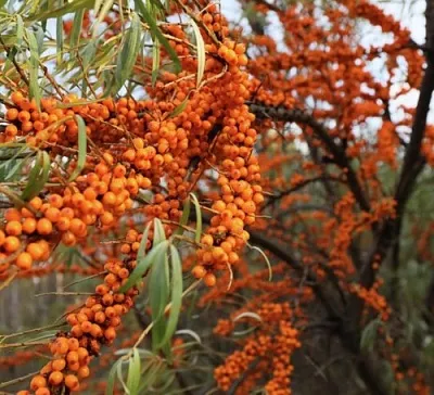 Облепиха СЕРАФИМА  Облепиха СЕРАФИМА в Перми