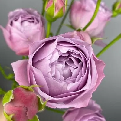 Саженцы роз ЛАВЕНДЕР БАБЛС спрей  Саженцы роз ЛАВЕНДЕР БАБЛС спрей в Перми