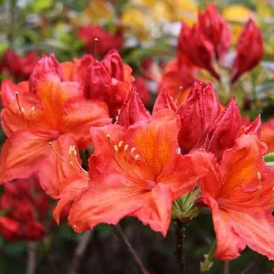 Азалия ЛИЛИНШТЕЙН японская  Азалия ЛИЛИНШТЕЙН японская в Перми