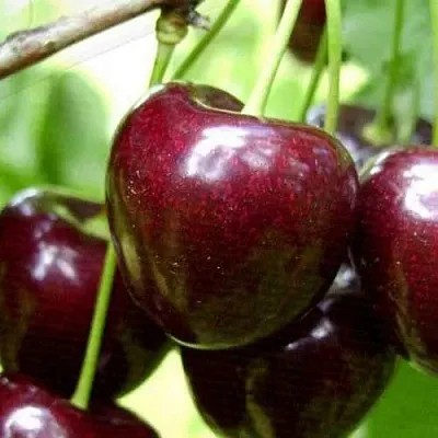 Черешня РОССОШАНСКАЯ КРУПНАЯ  Черешня РОССОШАНСКАЯ КРУПНАЯ в Перми