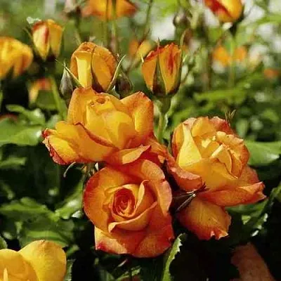 Саженцы роз САХАРА плетистая  Саженцы роз САХАРА плетистая в Перми