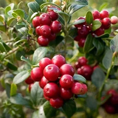 Клюква ХОЛЬШТАЙН  Клюква ХОЛЬШТАЙН в Перми