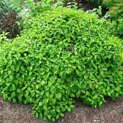 Дерен КЕЛСЕИ шелковистый   Дерен КЕЛСЕИ шелковистый  в Перми