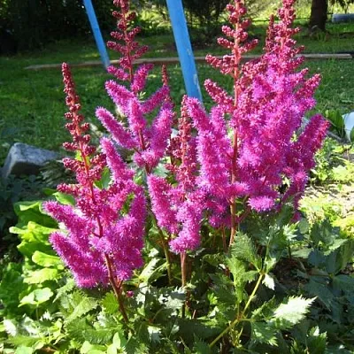 Астильба ЭЛИЗАБЕТ ВАН ВИН японская в Перми