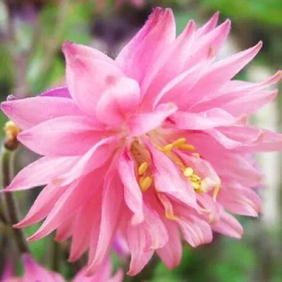 Аквилегия БАРЛОУ ПИНК гибрид МакКаны — описание сорта Аквилегия БАРЛОУ ПИНК гибрид МакКаны в Перми