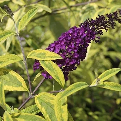 Буддлея давида САНТАНА  в Перми