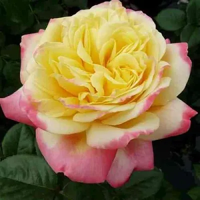 Саженцы роз КОРДЕС ДЖУБИЛИ чайно-гибридная  Саженцы роз КОРДЕС ДЖУБИЛИ чайно-гибридная в Перми