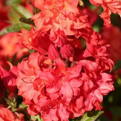 Азалия ФОЙЕРКОПФЕН крупноцветковая  Азалия ФОЙЕРКОПФЕН крупноцветковая в Перми