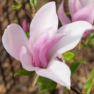 Магнолия БЕТТИ  Магнолия БЕТТИ в Перми