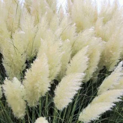 Кортадерия белая (пампасная трава) в Перми