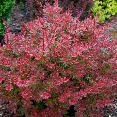 Барбарис ГОЛДЕН РИНГ тунберга  Барбарис ГОЛДЕН РИНГ тунберга в Перми