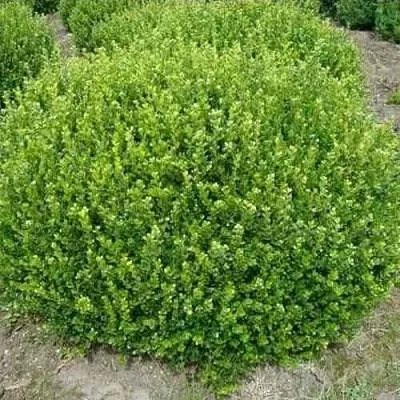 Самшит ФОЛКНЕР  Самшит ФОЛКНЕР в Перми