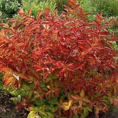 Вейгела ОГНЕННЫЕ КРЫЛЬЯ  Вейгела ОГНЕННЫЕ КРЫЛЬЯ в Перми