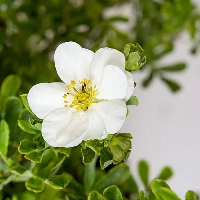 Лапчатка СНОУБЕРД кустарниковая  Лапчатка СНОУБЕРД кустарниковая в Перми