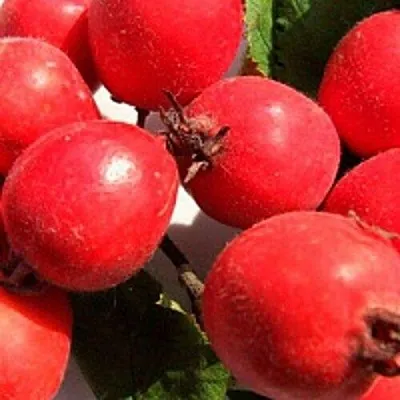 Боярышник КРУПНОПЛОДНЫЙ  Боярышник КРУПНОПЛОДНЫЙ в Перми