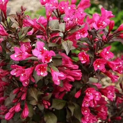 Вейгела БЛЭК РУБИ  Вейгела БЛЭК РУБИ в Перми