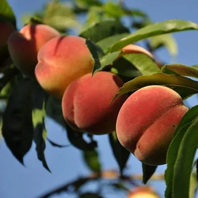 Персик ДАЧНЫЙ  Персик ДАЧНЫЙ в Перми