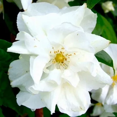 Жасмин РОЗАЦЕ  Жасмин РОЗАЦЕ в Перми