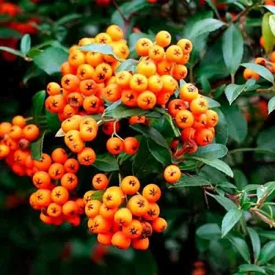 Пираканта ОРАНЖ ГЛОУ  Пираканта ОРАНЖ ГЛОУ в Перми