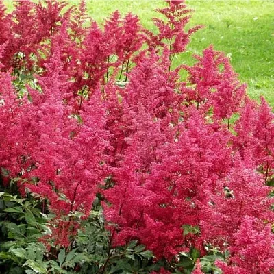 Астильба СКАЙСКРЕЙПЕР китайская в Перми