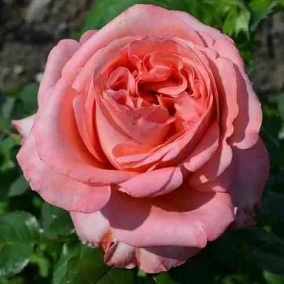 Саженцы роз ЛОНДОН АЙ чайно-гибридная в Перми