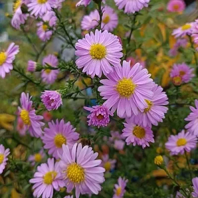 Астра СТРОУБЕРРИ ЭНД КРИМ новобельгийская в Перми