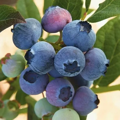 Голубика ОСОРНО  Голубика ОСОРНО в Перми