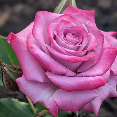 Саженцы роз ОКЕАН МИКАДО спрей  Саженцы роз ОКЕАН МИКАДО спрей в Перми