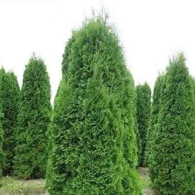 Туя КОЛУМНА западная в Перми