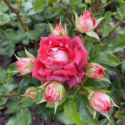 Саженцы роз ТИРАМИСУ спрей в Перми