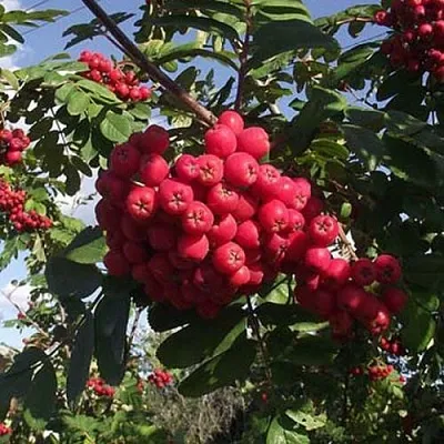 Рябина МОРАВСКАЯ сладкоплодная  Рябина МОРАВСКАЯ сладкоплодная в Перми