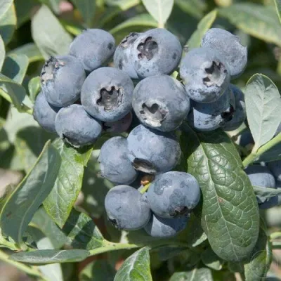 Голубика БРИГИТТА — описание сорта Голубика БРИГИТТА в Перми