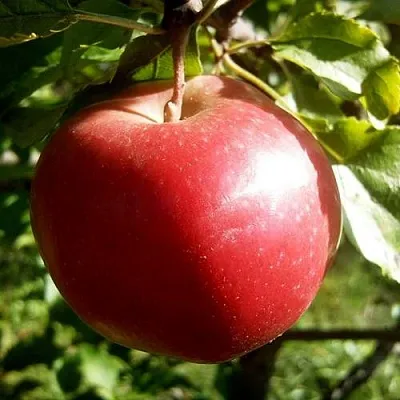 Яблоня НАСТЕНЬКА  Яблоня НАСТЕНЬКА в Перми