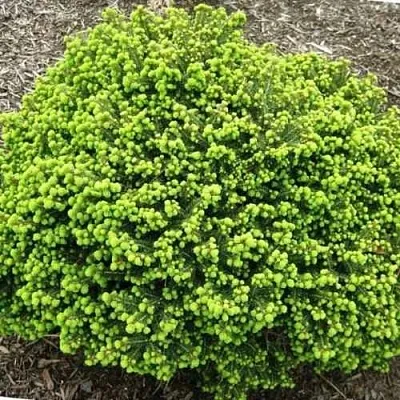 Ель ЛИТЛ ДЖЕМ обыкновенная  Ель ЛИТЛ ДЖЕМ обыкновенная в Перми