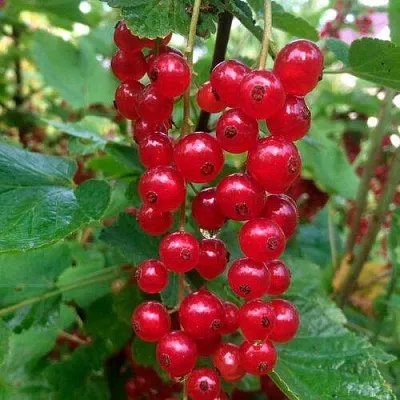 Смородина красная КОНСТАНТИНОВСКАЯ  Смородина красная КОНСТАНТИНОВСКАЯ в Перми