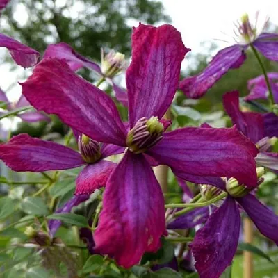 Клематис СВИТ САММЕР ЛАВ в Перми