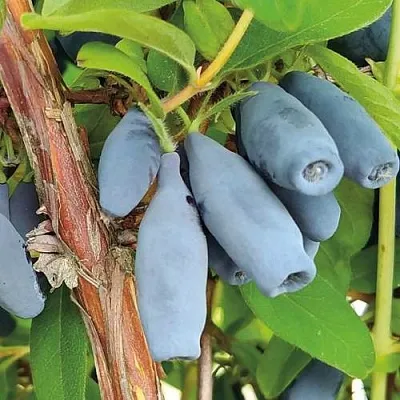 Жимолость съедобная ВОСТОРГ в Перми