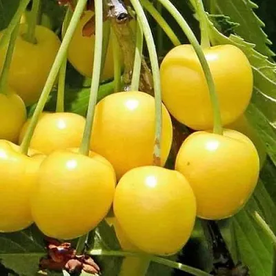 Черешня РОССОШАНСКАЯ ЗОЛОТАЯ  Черешня РОССОШАНСКАЯ ЗОЛОТАЯ в Перми