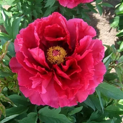 Пион КРАСНЫЙ ГИГАНТ древовидный  Пион КРАСНЫЙ ГИГАНТ древовидный в Перми