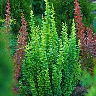 Барбарис ЭРЕКТА тунберга  Барбарис ЭРЕКТА тунберга в Перми